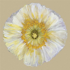Poppy Blossom II