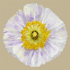 Poppy Blossom IV