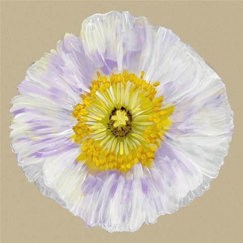 Poppy Blossom IV