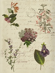 Postscript Flower Chart I