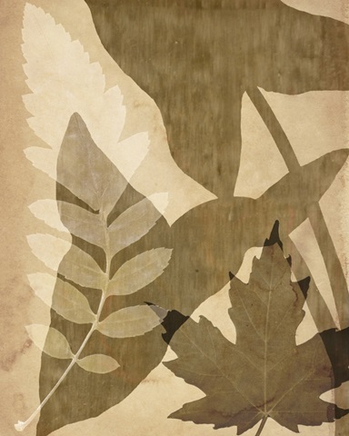 Pressed Leaf Assemblage I