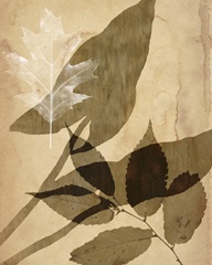 Pressed Leaf Assemblage II