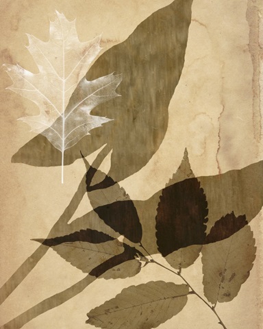 Pressed Leaf Assemblage II