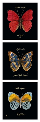 Primary Butterfly Panel I