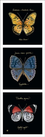 Primary Butterfly Panel II