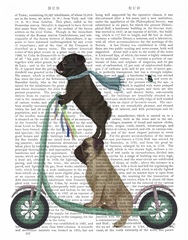 Pug Scooter