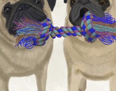Pugs and Cloth Bone