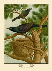 Purple Grackle