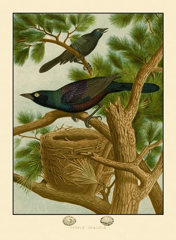 Purple Grackle