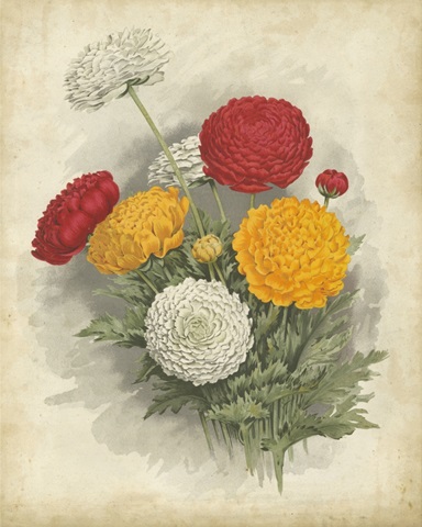 Ranunculus Florilegium I