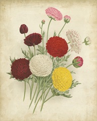 Ranunculus Florilegium II