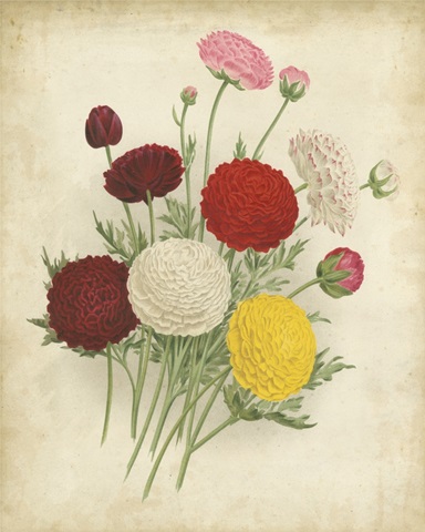 Ranunculus Florilegium II