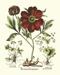 Red Besler Peonie II