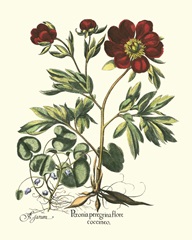 Red Besler Peonie III