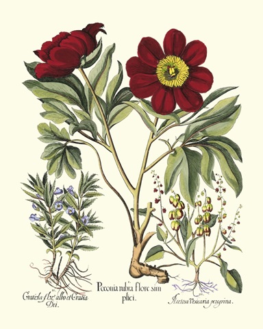 Red Besler Peonie IV