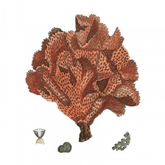 Red Coral IV