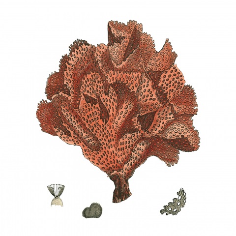 Red Coral IV