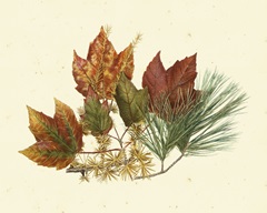Red Maple, Tamarack and White Pine