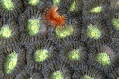 Red Surprise - Indonesia