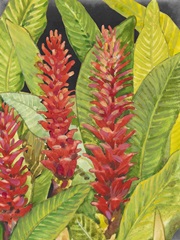 Red Tropical Flowers II