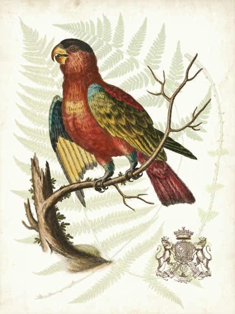 Regal Parrots II