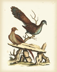 Regal Pheasants I