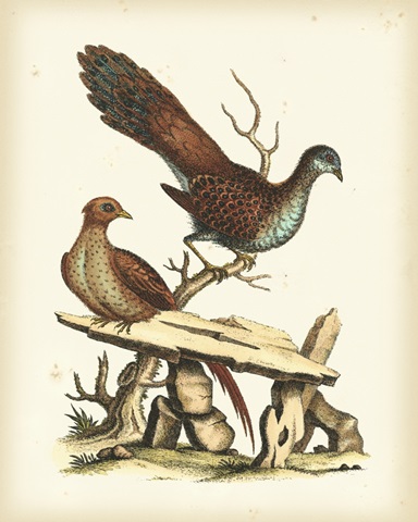 Regal Pheasants I