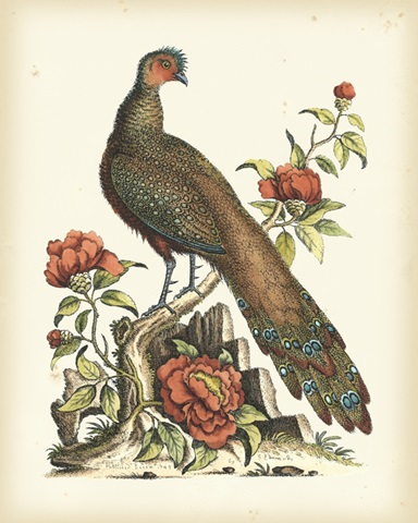 Regal Pheasants III