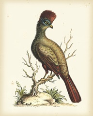 Regal Pheasants IV