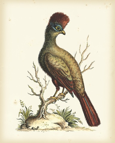 Regal Pheasants IV