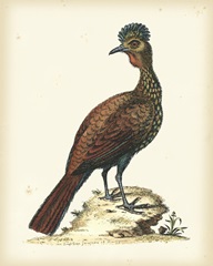 Regal Pheasants V