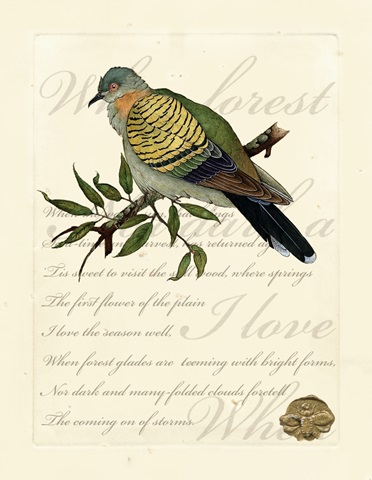 Romantic Dove I