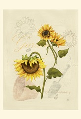 Romantic Sunflower I