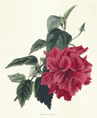 Rose Hibiscus I