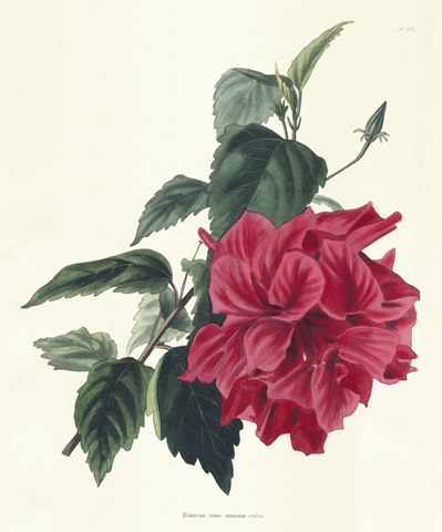 Rose Hibiscus I