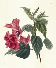 Rose Hibiscus II