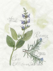 Rosemary and Sage
