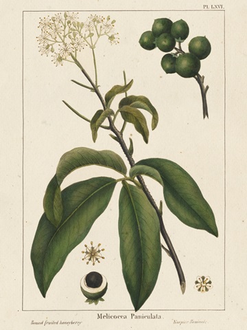 Round fruited Honeyberry