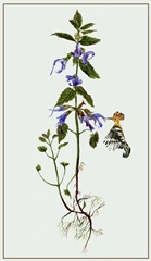 Salvia Miltiorrhiza II