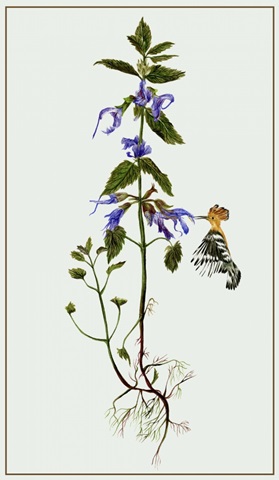Salvia Miltiorrhiza II