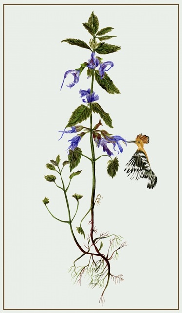 Salvia Miltiorrhiza II