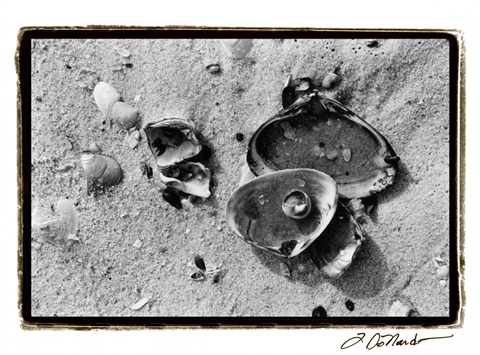 Sand Treasures II