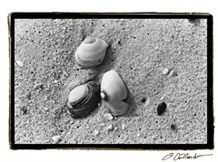 Sand Treasures V
