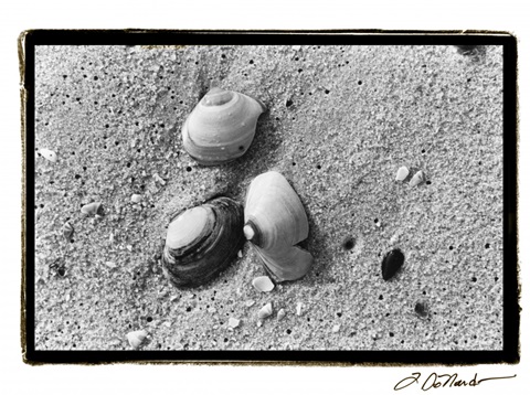 Sand Treasures V
