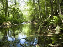 Scene Along the Water III