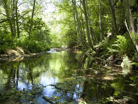 Scene Along the Water III