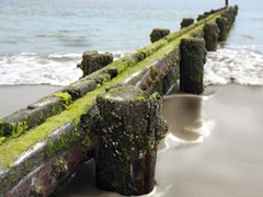 Scene Along the Water V