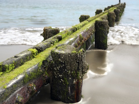 Scene Along the Water V