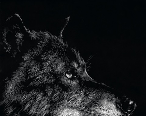Scratchboard Wolf I