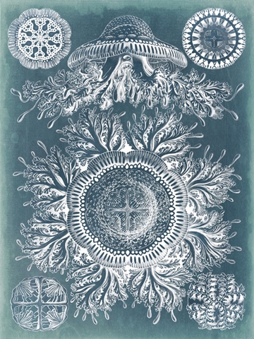 Sealife Blueprint I